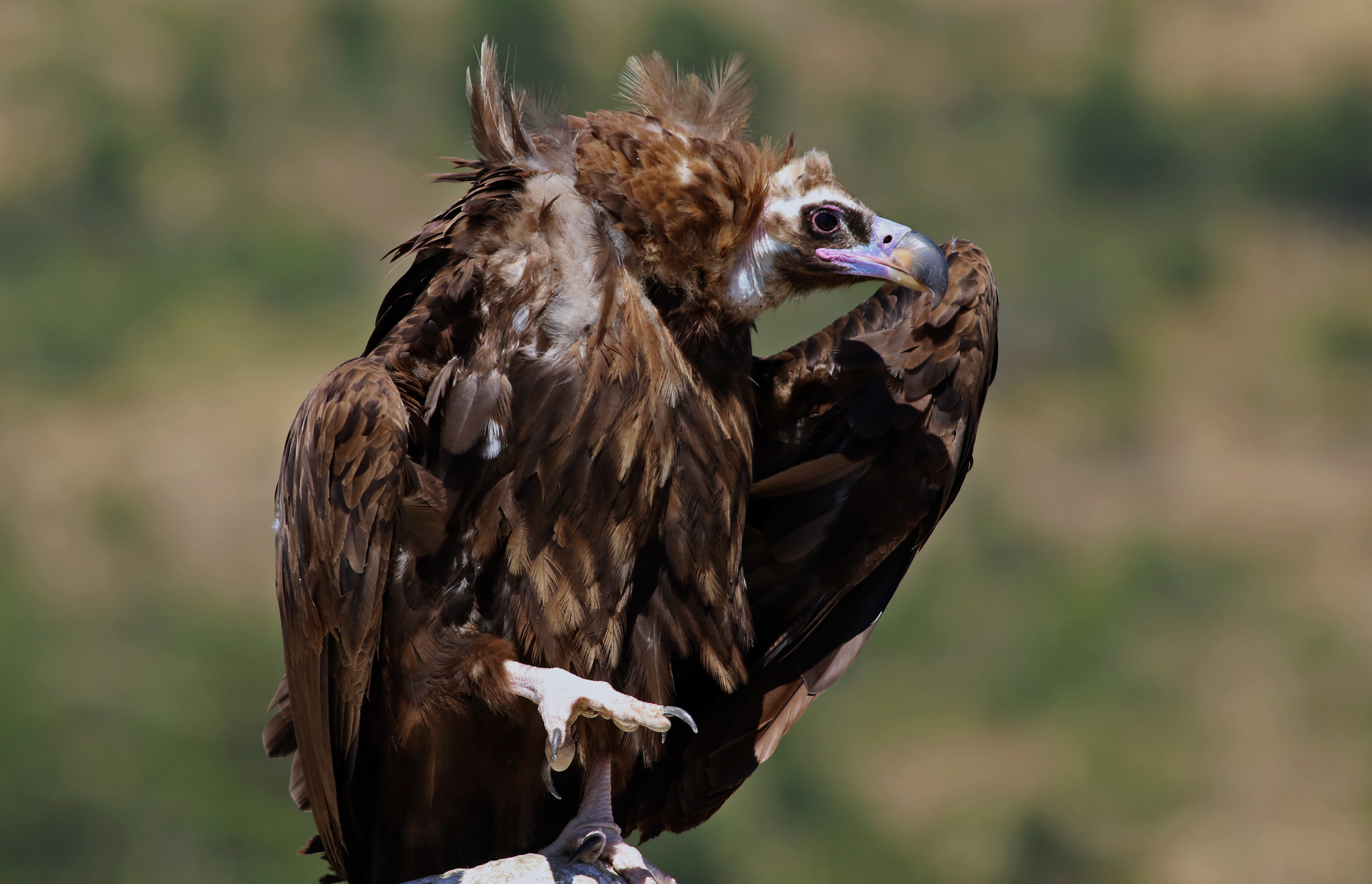 Cinereous Vulture